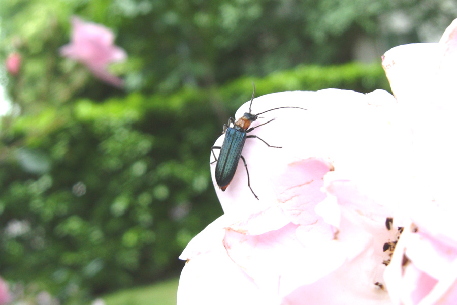 Alcuni Cantharidae, un Oedemeridae e un Cerambycidae